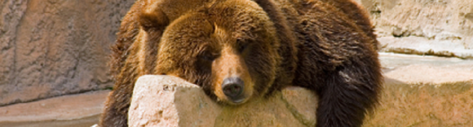 Bear Sleeping