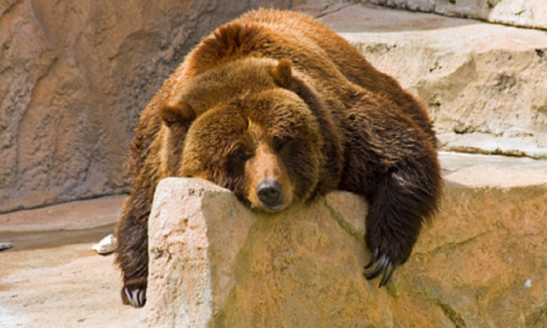 Bear Sleeping